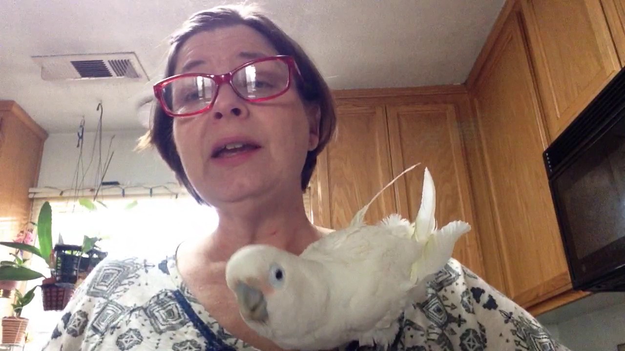 So you want a Cockatoo???