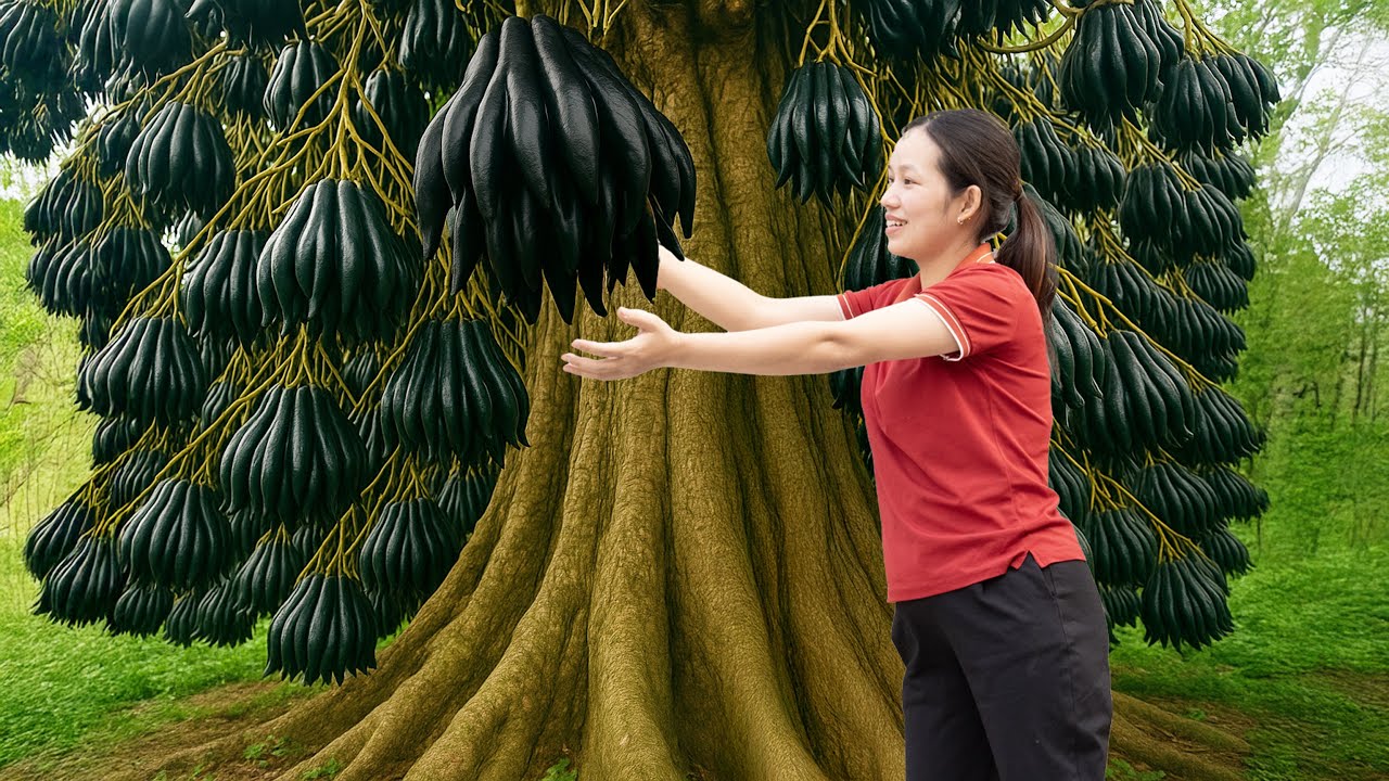 Harvesting Hybrid Buddha&rsquo;s Hand on Ancient Trees&mdash;So Rare It Sold Out Instantly at the Market