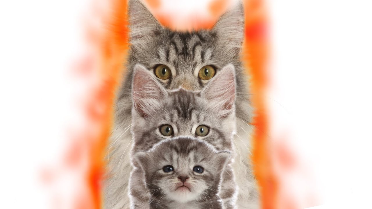 Kitten to Phoenix Cat burning up Time lapse.