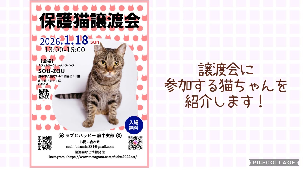 【保護猫譲渡会】2026年１月18日(日）「ラブとハッピー府中支部」主催の譲渡会に参加のニャンズ大集合！