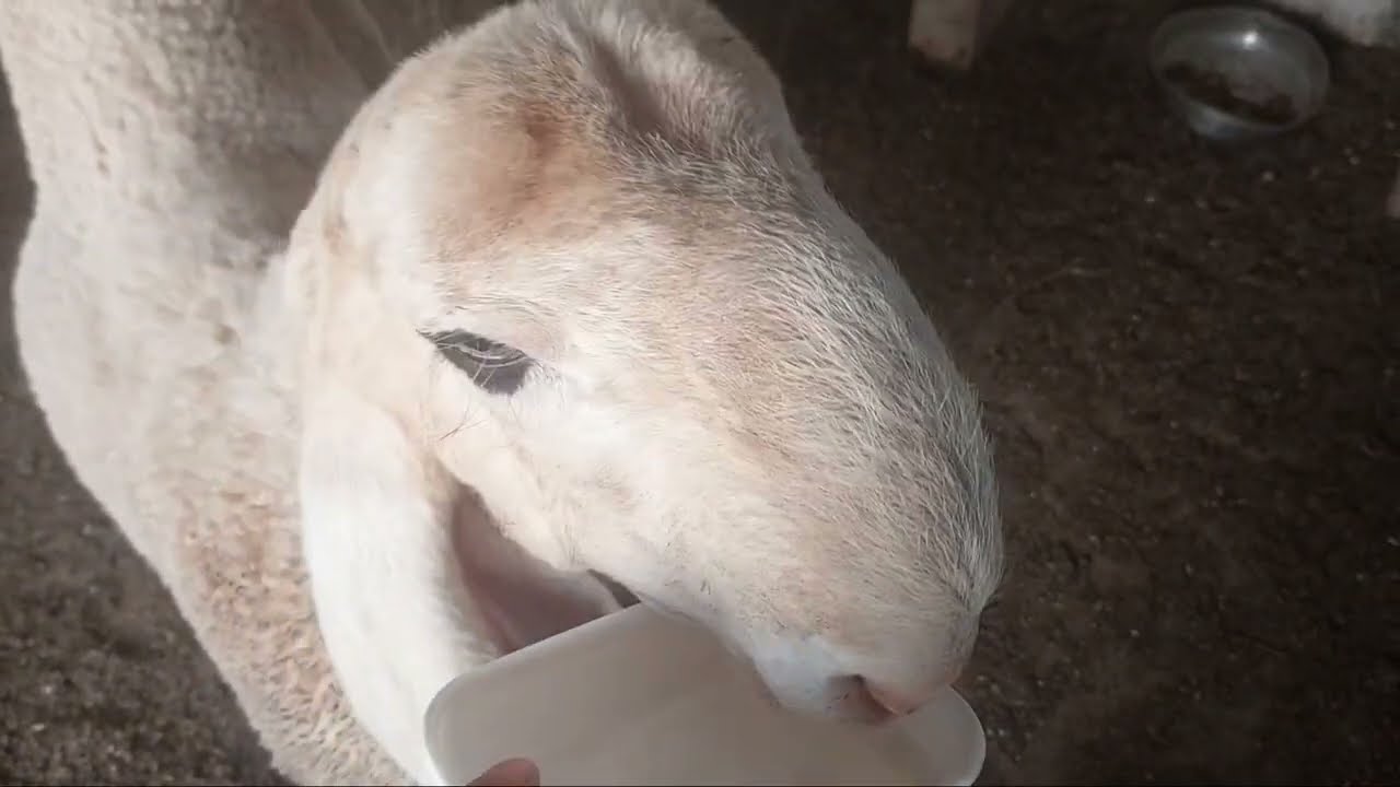 Bakro ka wazan barhane aur calcium ki kami k lie behtreen | Haider's Divine Goat
