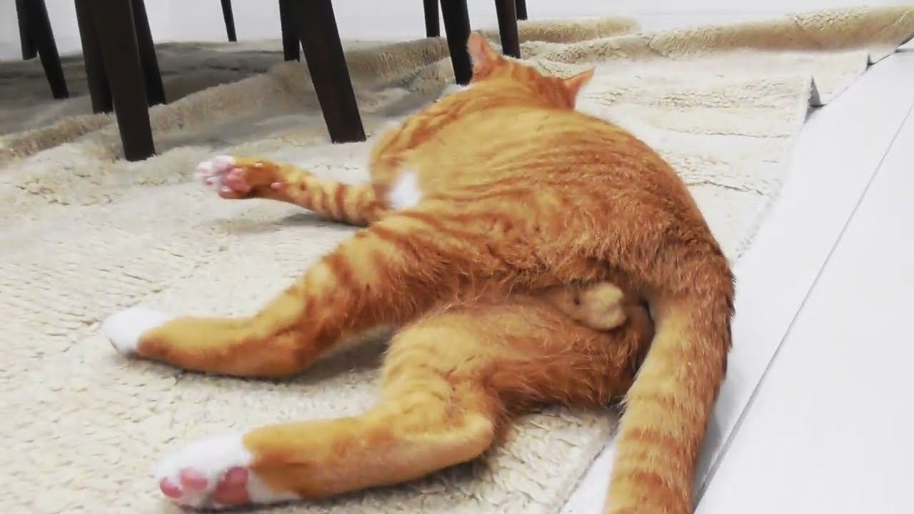 子猫が５か月で大人の体に変化しました