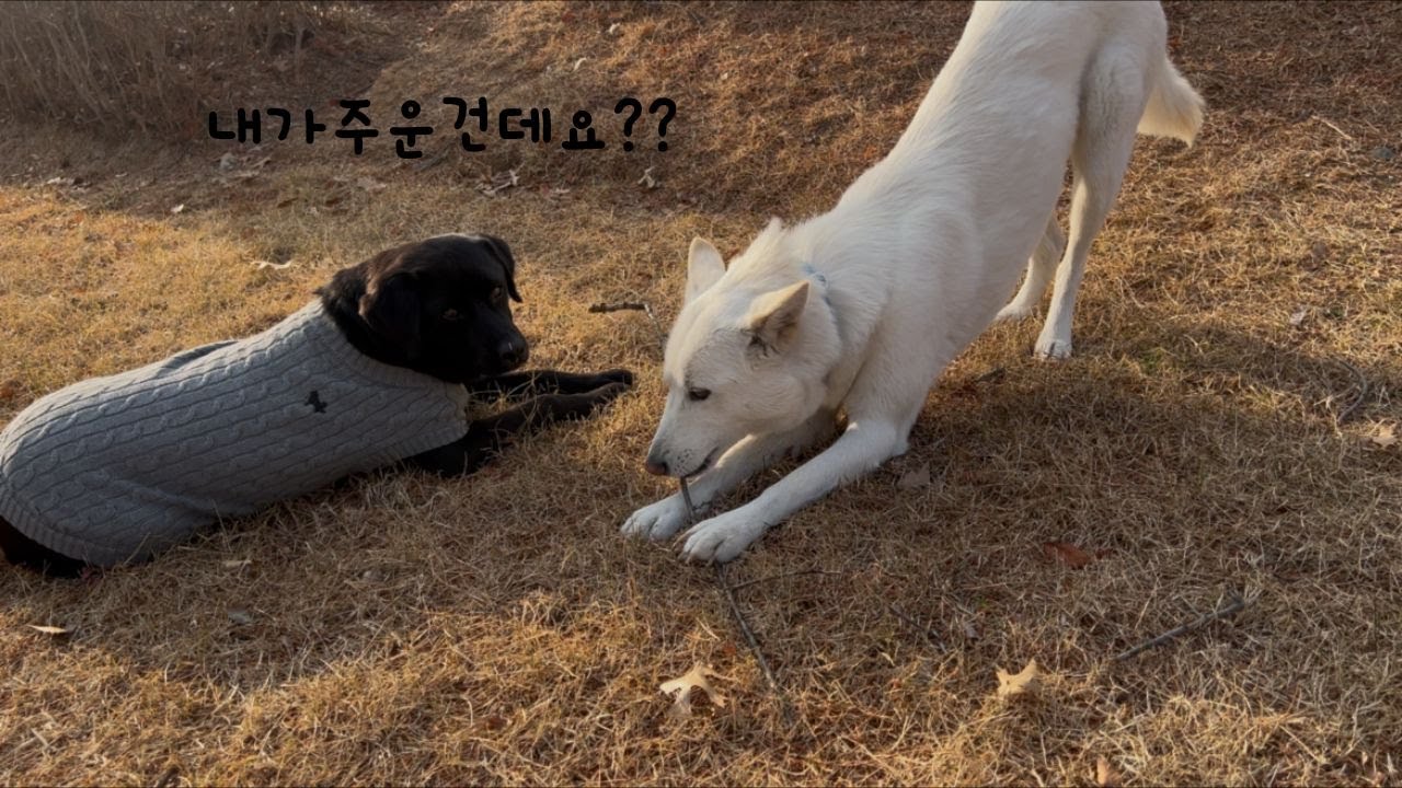 친구 장난감만 노리는 🐑아치 진돗개
