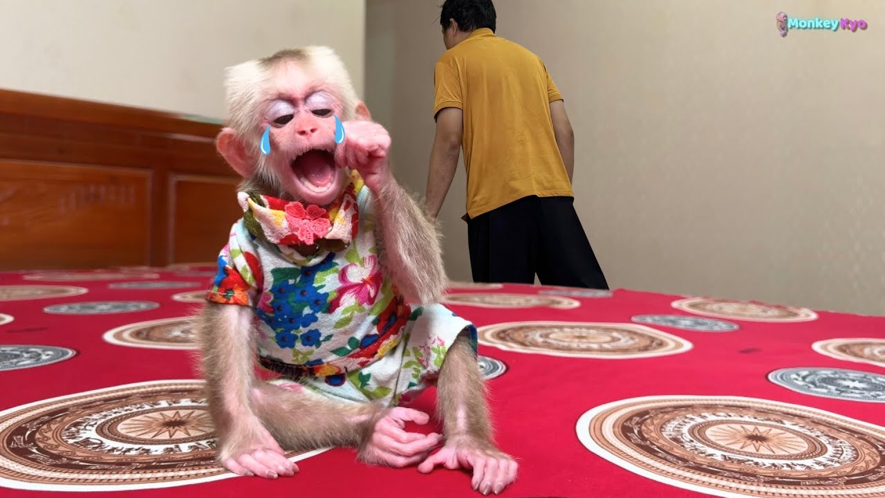 Baby monkey Kyo woke up, crying for milk and worriedly ran to find Dad!