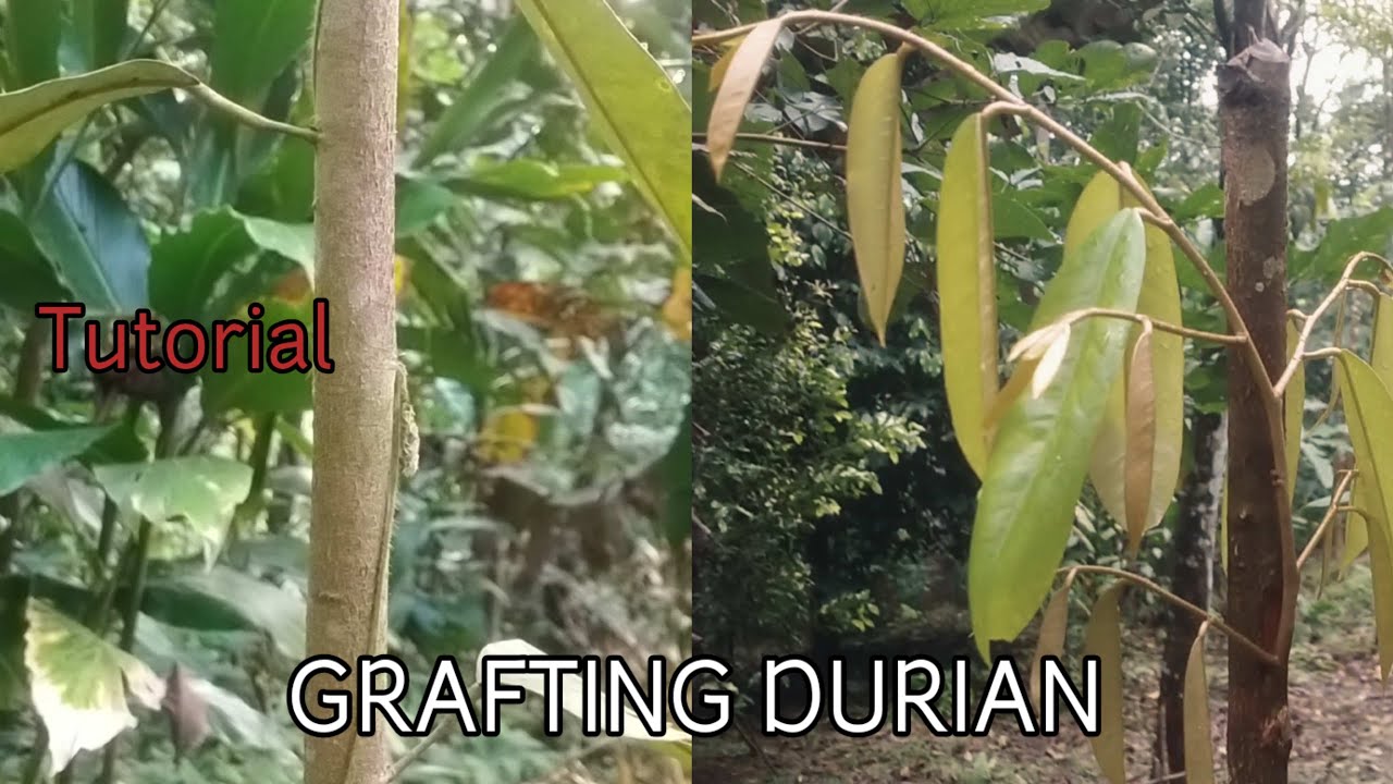 Durian okulasi