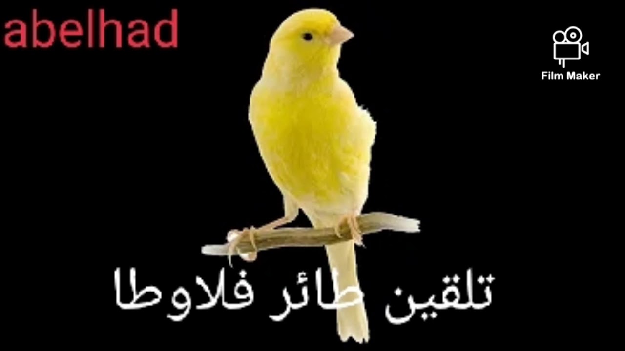تغريد كناري فلاوطا chant canari flawta