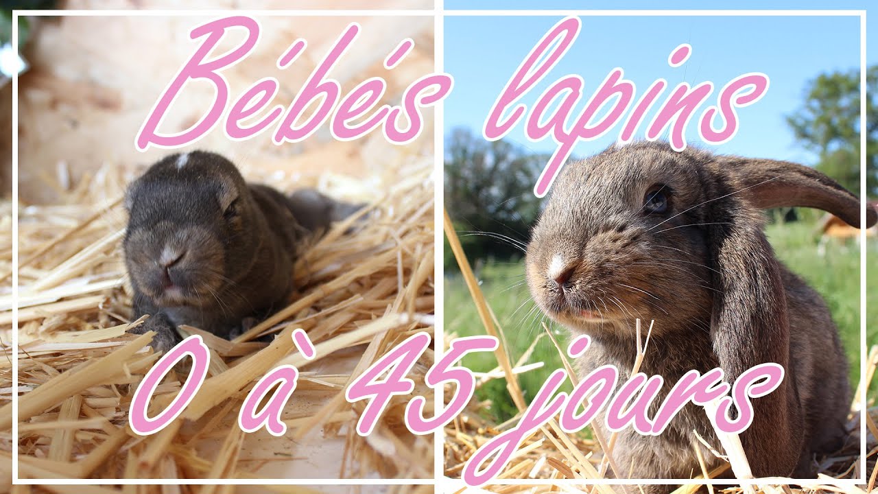 Croissance des bébés lapins : de la naissance à 45 jours // Baby bunnies growing up