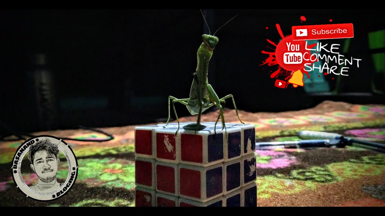 Mantis || Vediography || DASANAND BLOGGING
