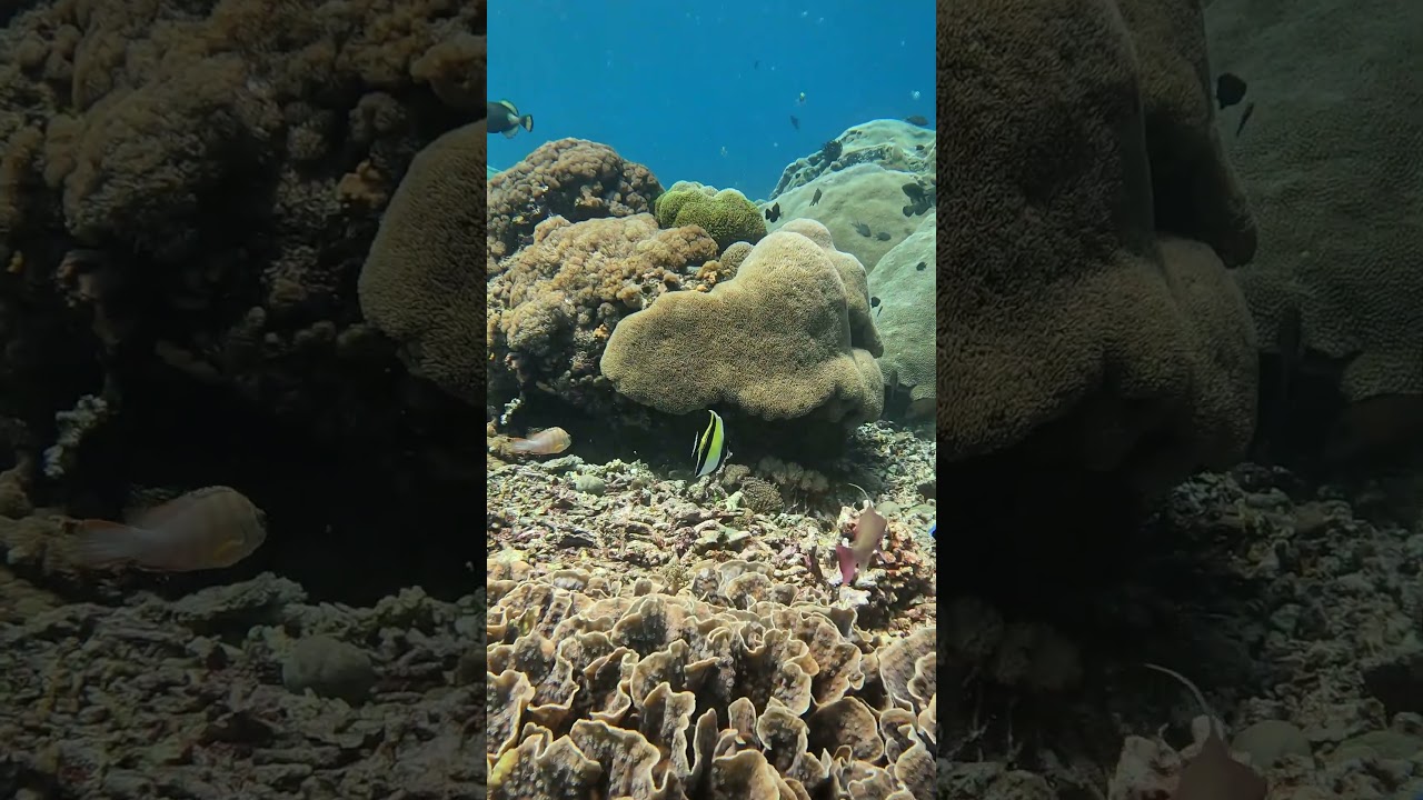 Enhance the magic this Christmas by diving with us in these beautiful coral reefs of Bali ✨
