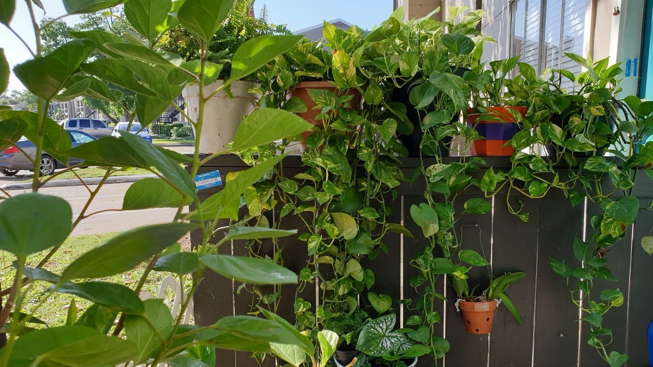 Como Cuido Mis Plantas Potus,Telefono(potos,pothos,miami,julieta,boa)