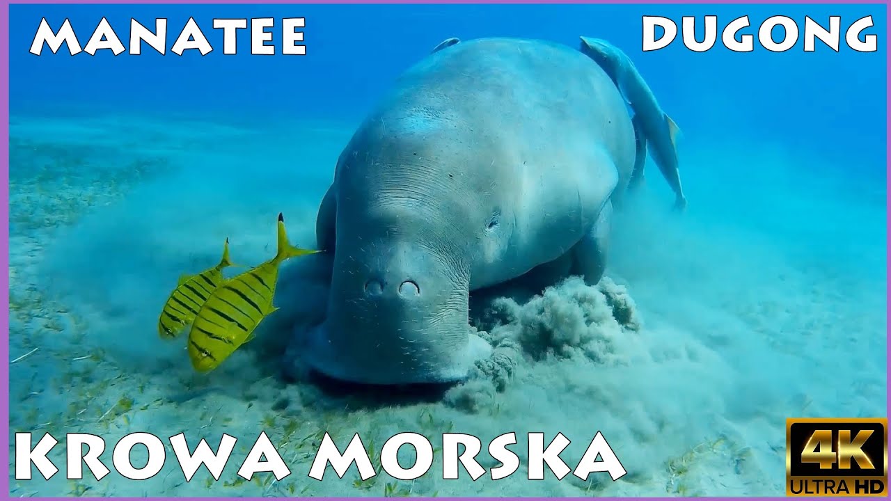Krowa morska Manat  Diugoń  Egipt Marsa Alam Abu Dabbab 2022 Morze czerwone . Egyptian Soul 2 .
