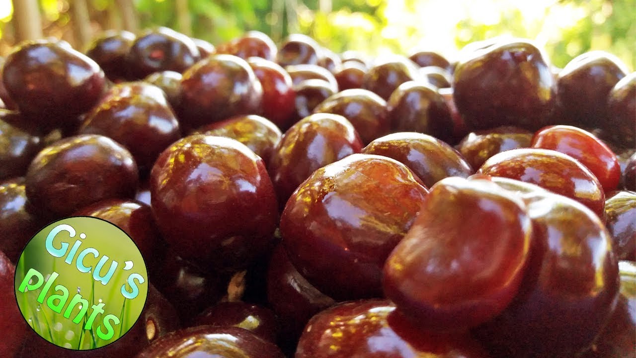 Cum sa faci Dulceata de cirese