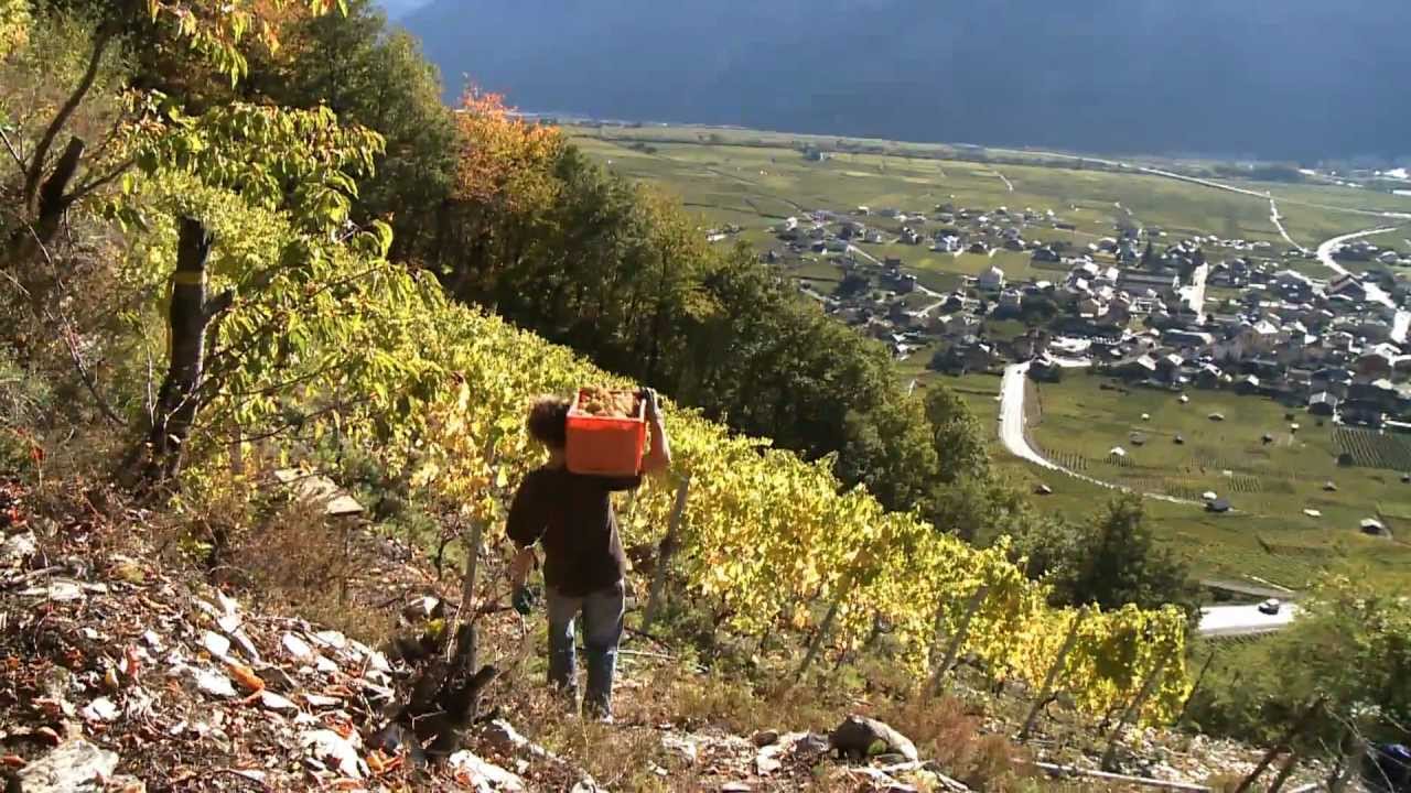 Les vendanges d'un propriétaire-encaveur story 9.mp4