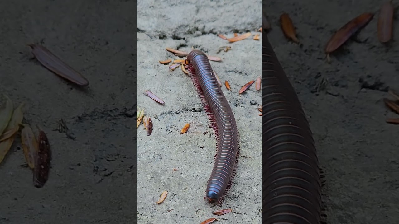 Millipede walking around 