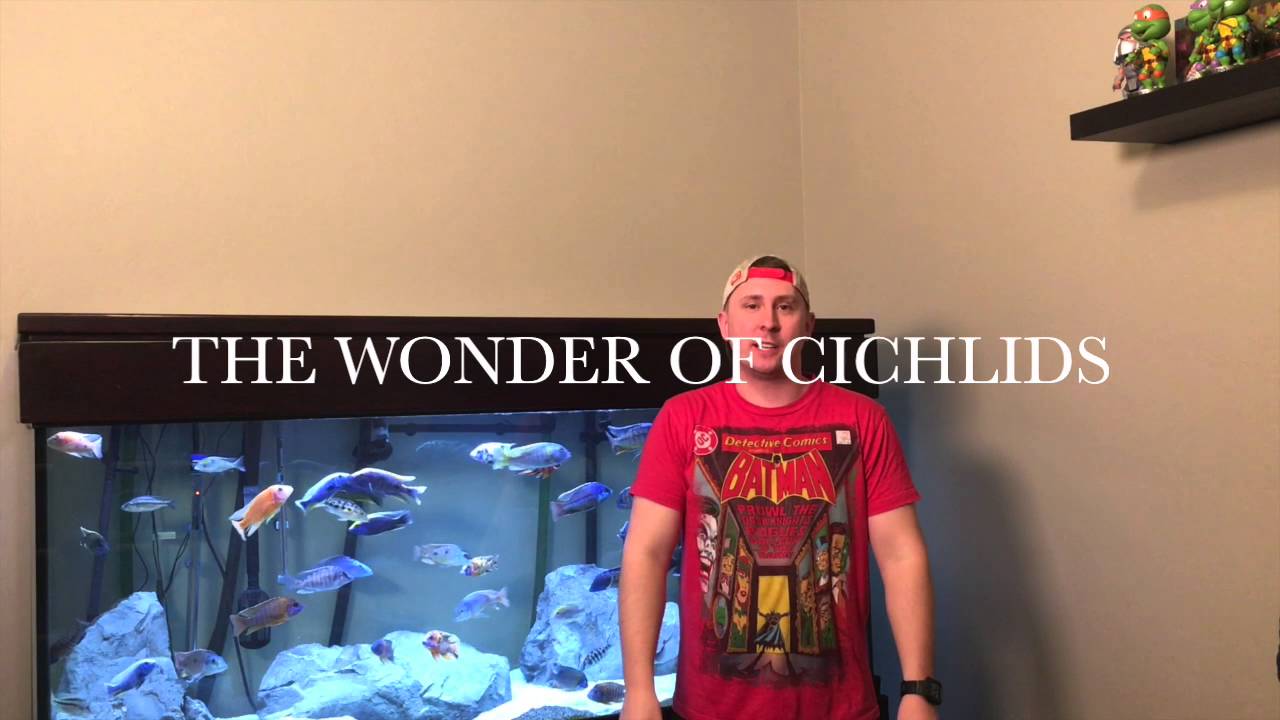 HOW TO BUY AFRICAN CICHLIDS