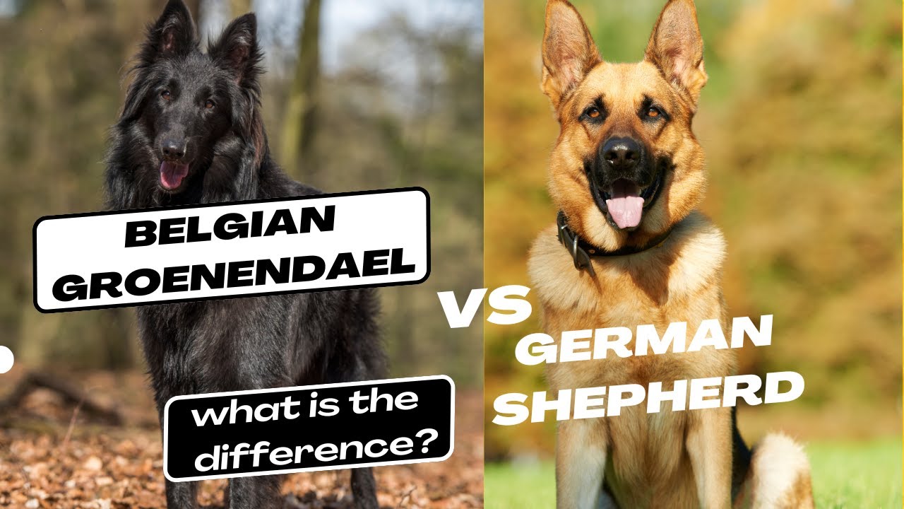 Бельгийский грюнендаль и немецкая овчарка: в чем разница?