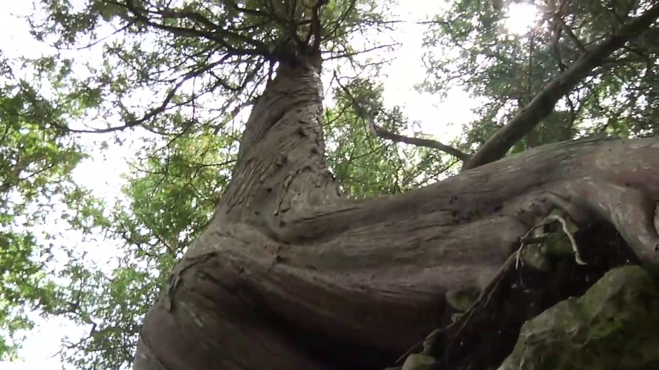 Explore The Niagara Escarpment with Naturalist Paul Regnier