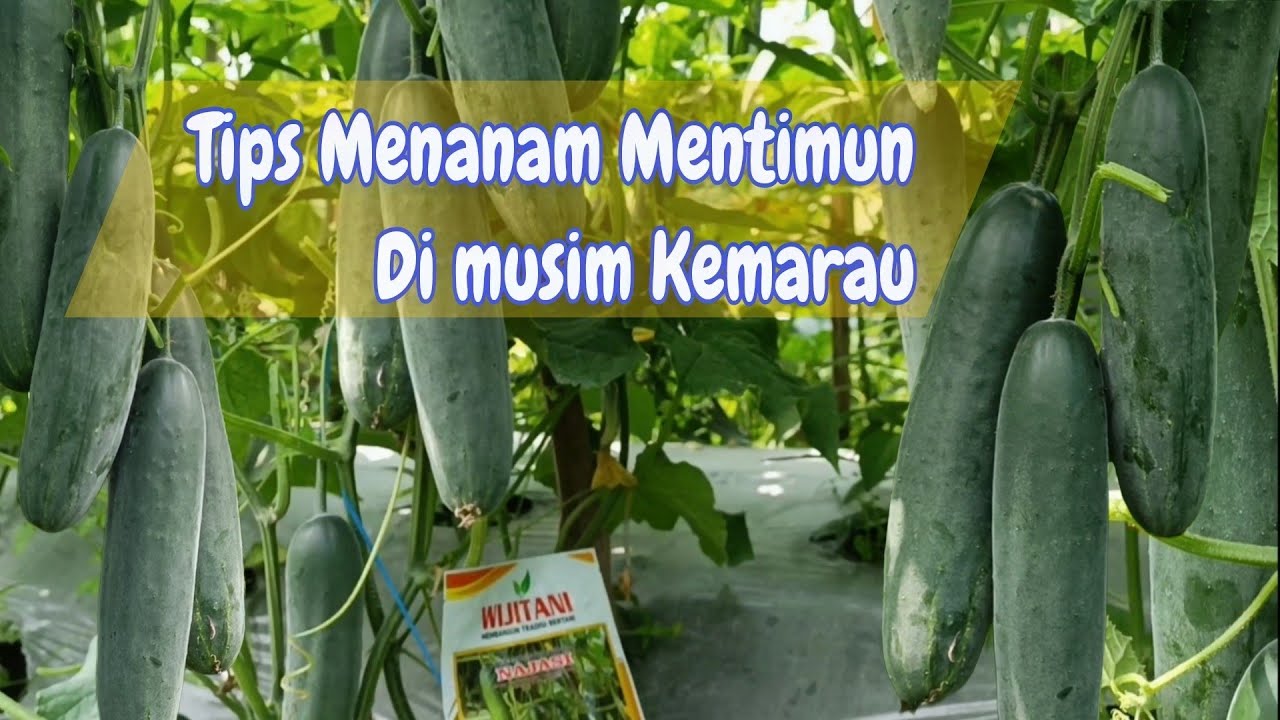 Cara menanam mentimun agar buahnya lebat