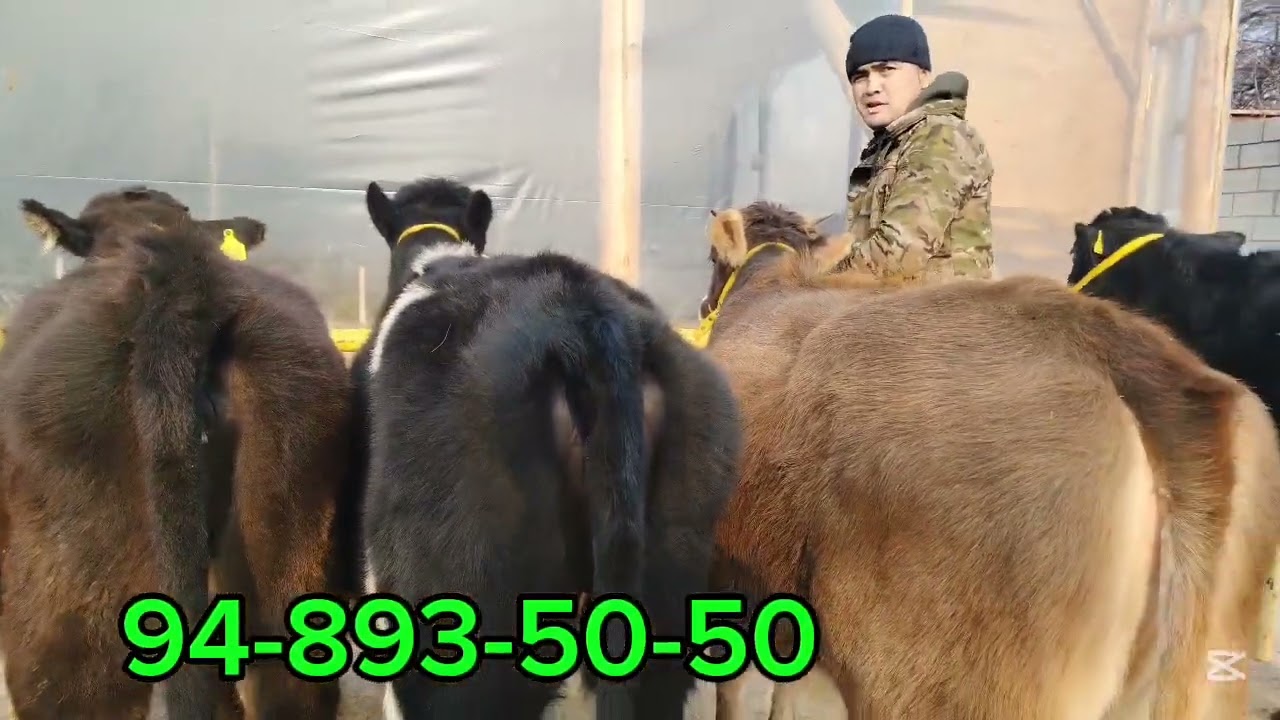 💥💯SIFATLI HUNOJINLAR KELDI BILOLDIN AKAMIZDAN SIGIR QILISHGA ZOR VARIANT ☎93-893-50-50