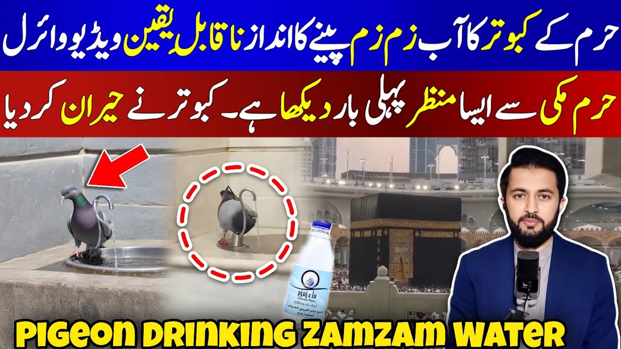 Pigeon Drinking ZamZam Water From Tap | Haram Viral Video - Kabootar Zam Zam Pani Pi Raha