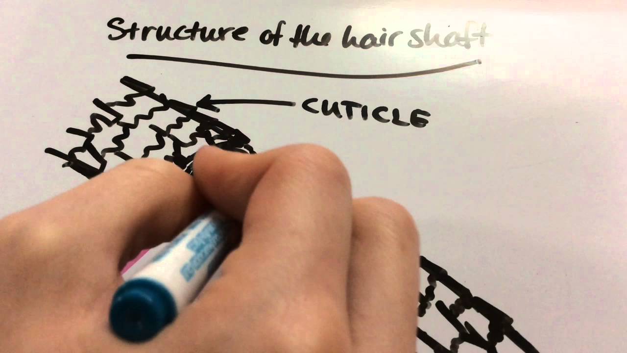 Structure And Growth of Hair