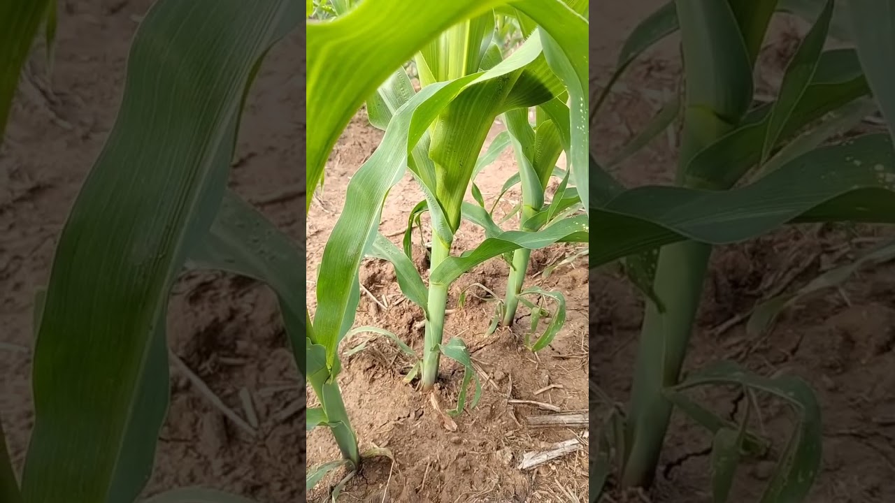 La etapa más importante para fertilizar el maiz!!