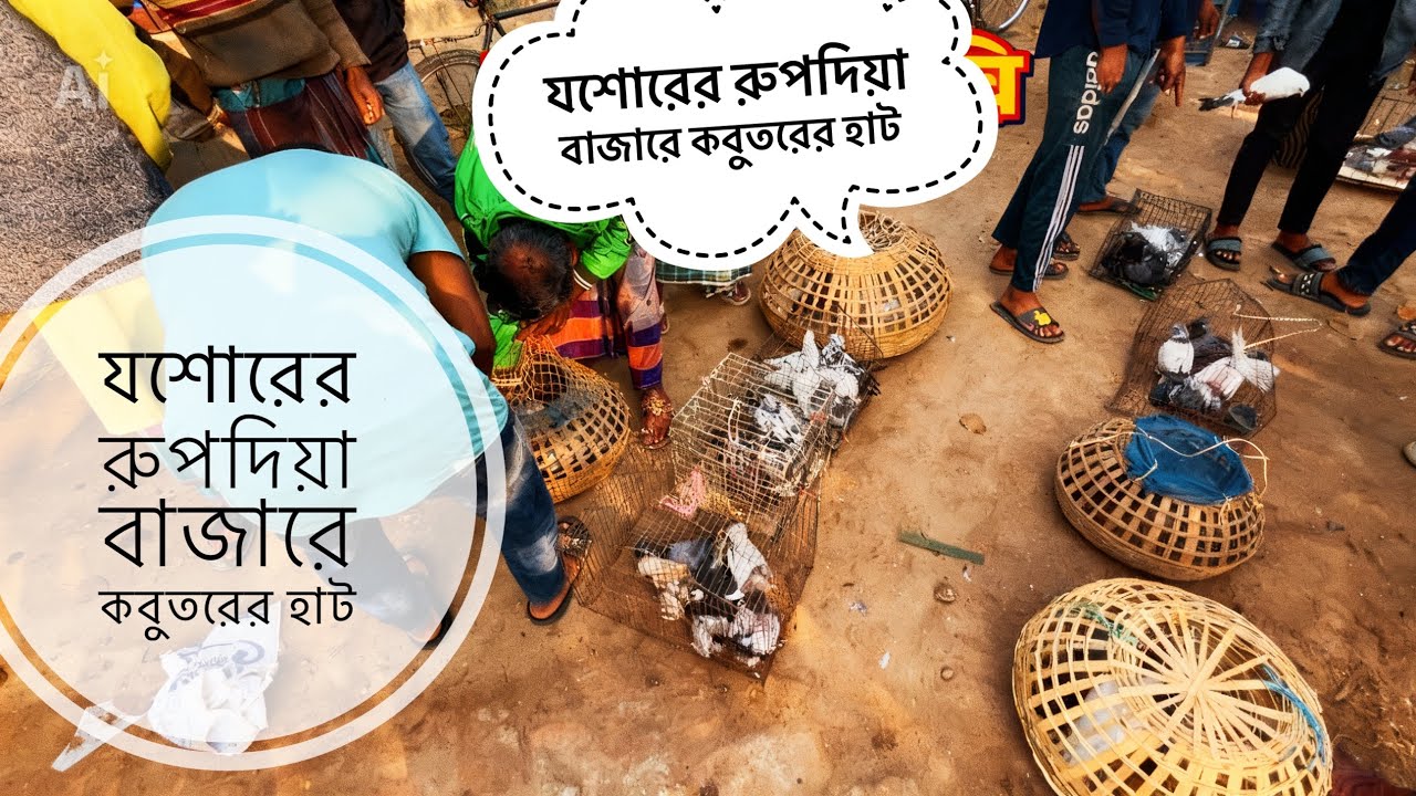 Rupdia Bazar Kobutor Haat | Jessore Pigeon Market 2026 | কবুতরের হাট যশোর