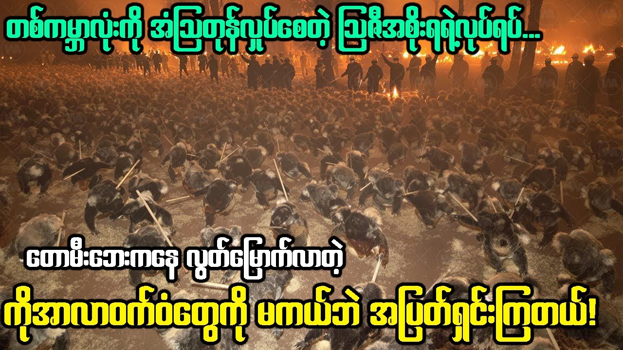 ဒါ‌တွေကြောင့် ဩစတြေးလျက မီးလောင်ပြီးအသက်ရှင်လွှတ်မြောက်တဲ့သတ္တဝါတွေကို  ရှင်သန်ခွင့်မပေးတာ!