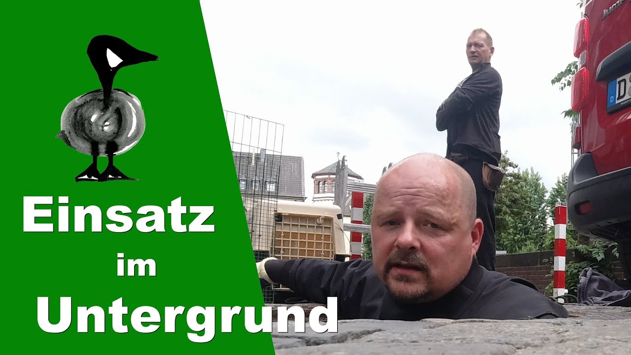 Tierrettung im Untergrund - Tiernotruf #252