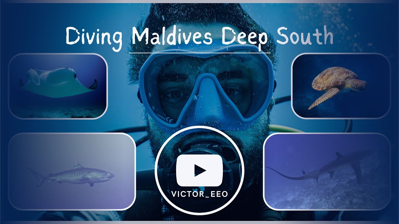 Diving Deep South Maldives with Tiger and Thresher sharks [4K]