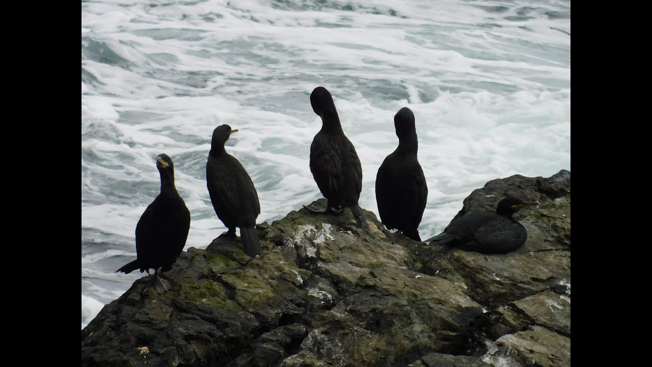 Whaligoe Steps - Seabird Life (12/09/2021)