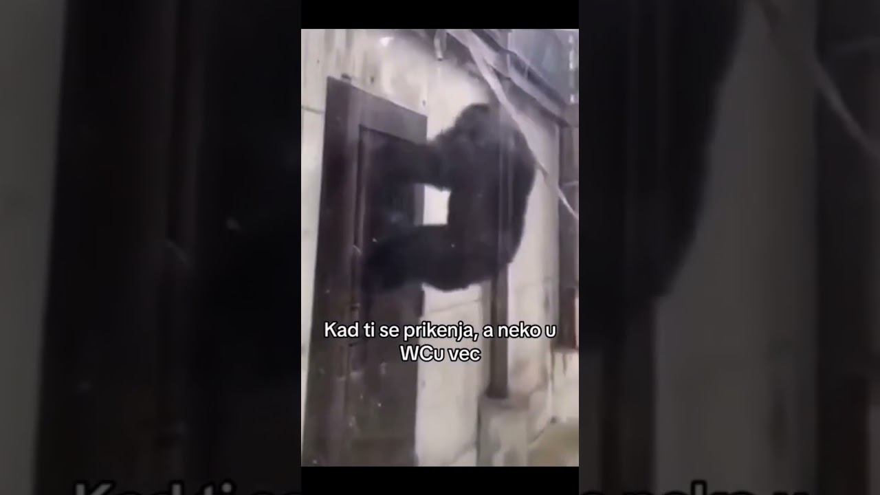 🤣🤣🤣#shorts #viral #short #tiktok #balkan #majmun #wc #smesno #smesniklipovi #funny