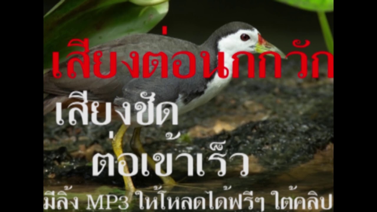 เสียงต่อนกกวัก ไก่น้ำ ยาว 30 นาที