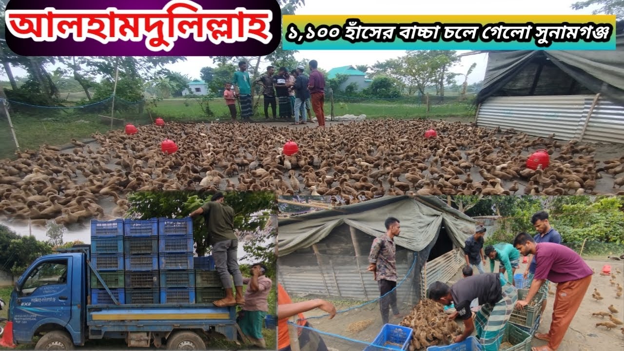 আলহামদুলিল্লাহ ২৬ দিন বয়সের ১,১০০ হাঁসের বাচ্চা চলে গেলো সুনামগঞ্জ। আশার আলো এগ্রো খামার থেকে। 