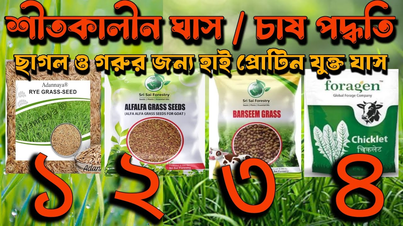 শীতকালীন ঘাস চাষ | জুই ঘাস চাষ পদ্ধতি | আলফা আলফা ঘাস চাষ পদ্ধতি | ছাগল পালন পদ্ধতি | goat farming