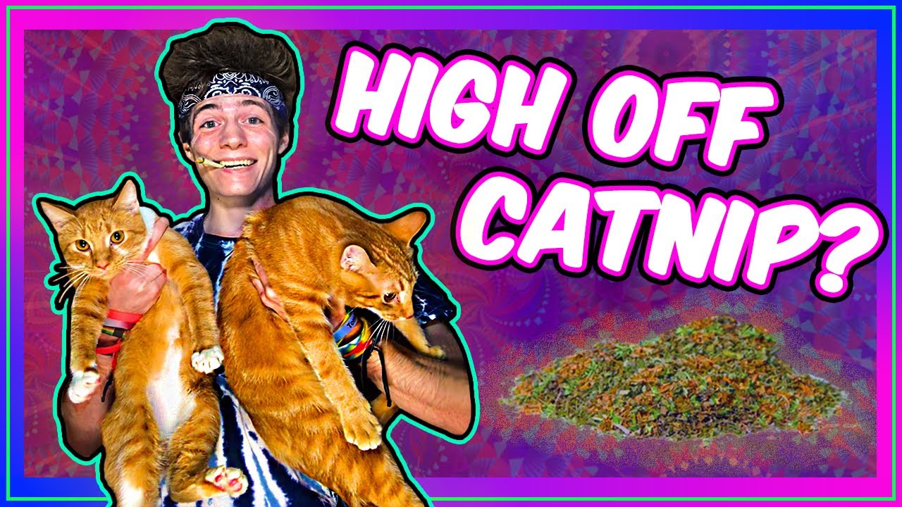 КУРИТЬ КОШКА! Что оно делает? (Обзор трав)
