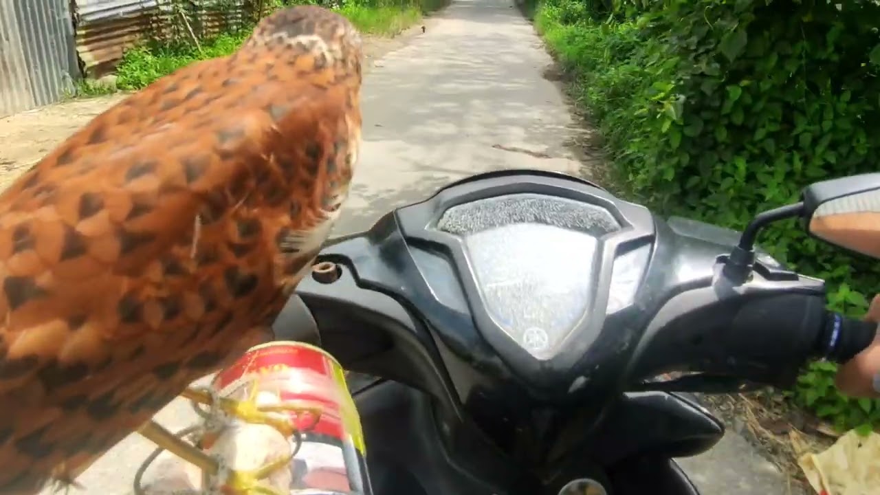 Meneror burung kecil di pinggir jln