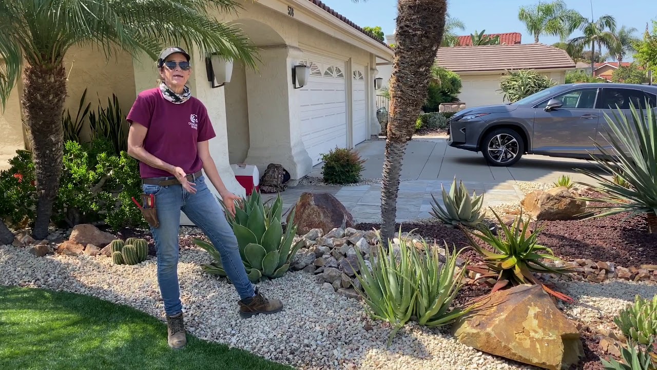 Giant Succulent Maintenance Renovation Grand Reveal in Chula Vista