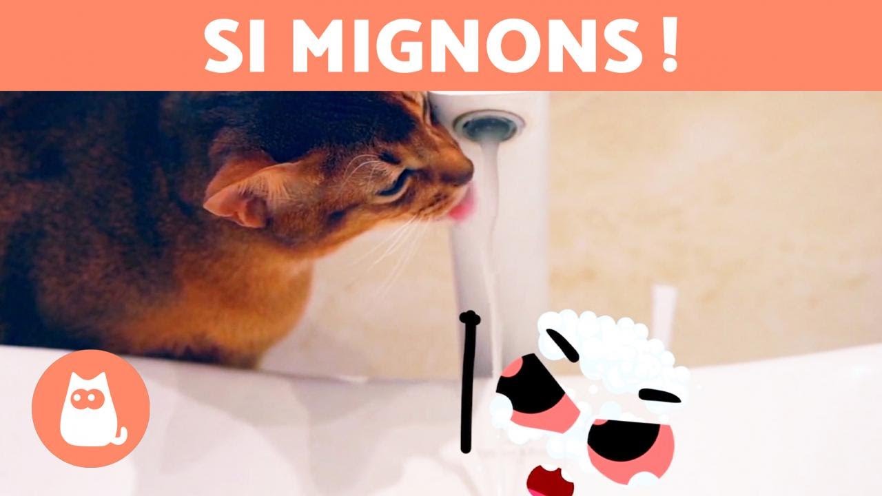 CHIENS ET CHATS RIGOLOS qui jouent avec des OBJETS qui BOUGENT🐶🎈🐱