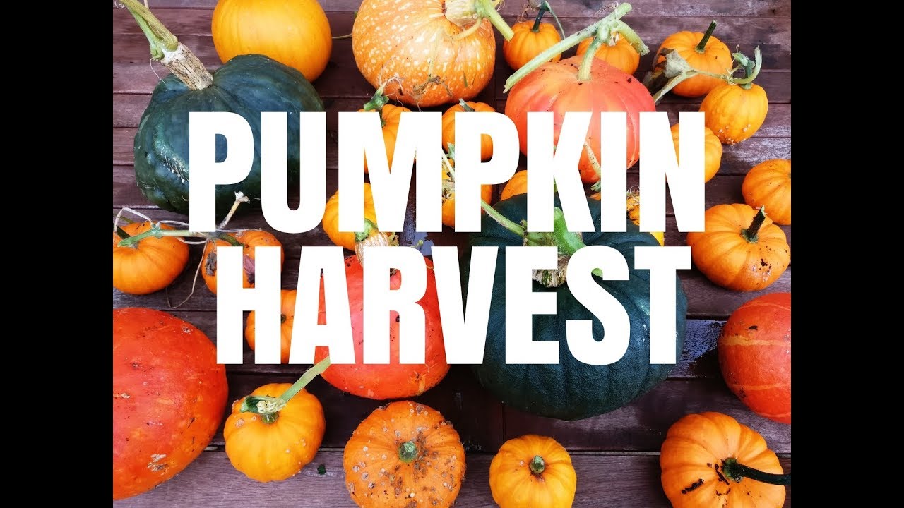 FULL PUMPKIN HARVEST - September 2018 - Erica's Little Welsh Garden - UK Allotment Garden