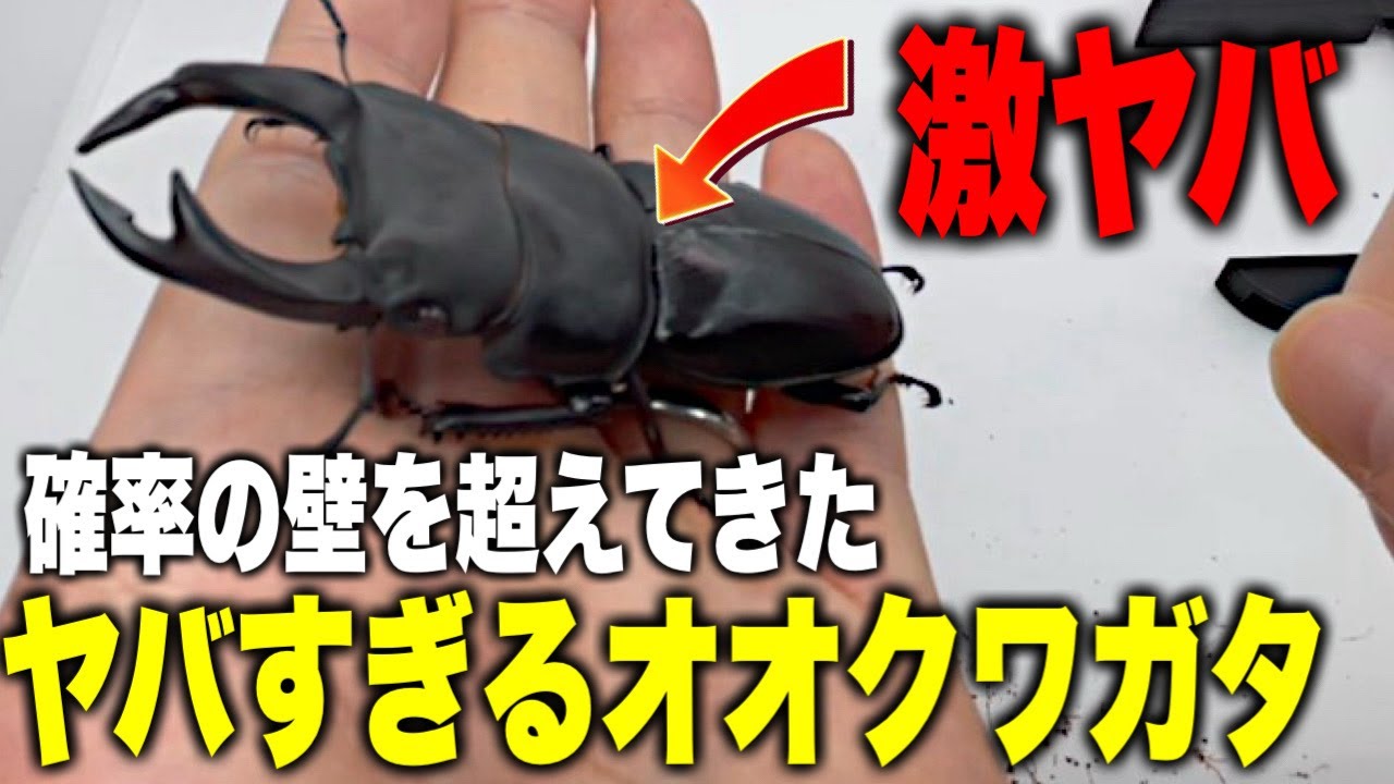 何万分の1の確率！？超ヤバいクワガタが羽化！【クワガタ】