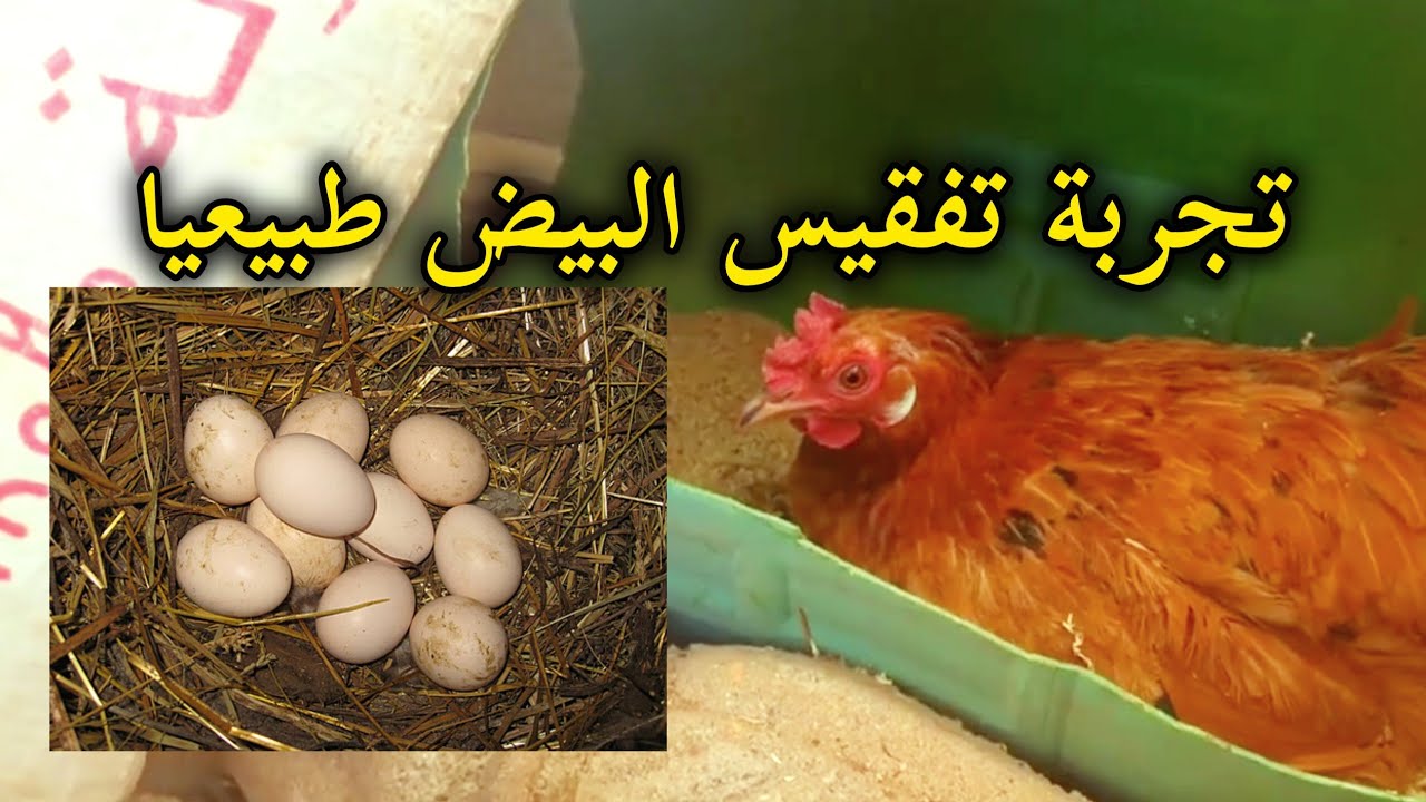 الفرحة لم تكتمل 😭
