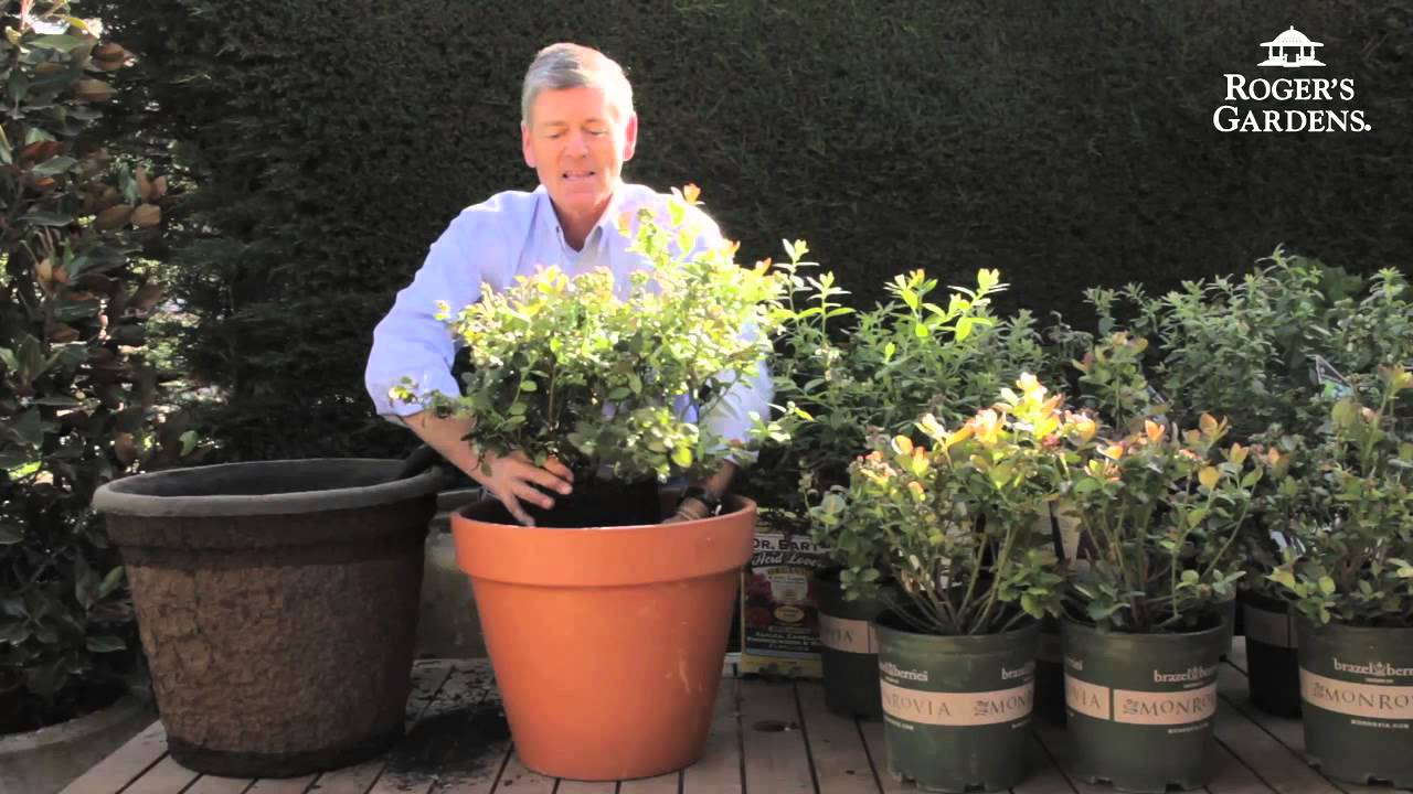 Growing Blueberries in Southern California with Nicholas Staddon