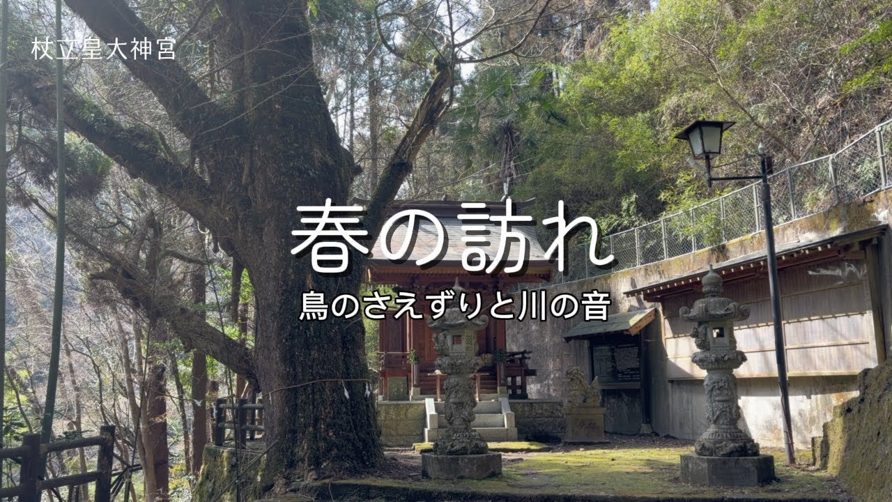 【ただ聞き流すだけ】春の訪れ【鳥のさえずりと川の音】　#癒し　#杖立皇大神宮　#遠隔参拝　#healing