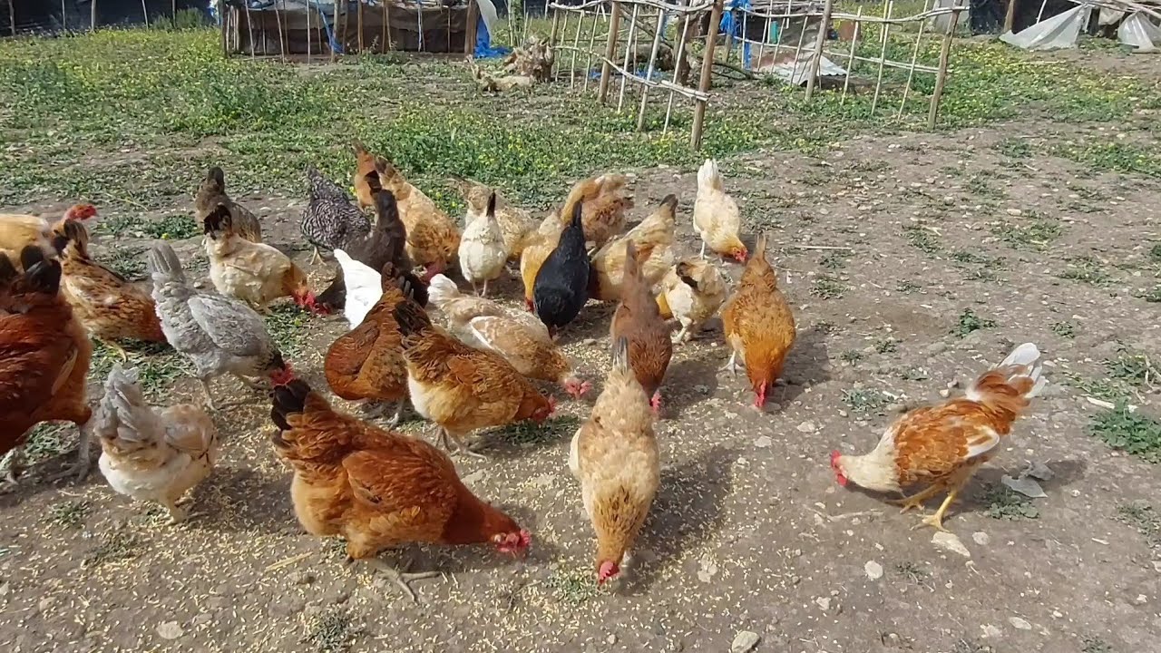 تلبية لطلب المتتبعين الاوفياء، عملية جمع المحصول اليومي من البيض.