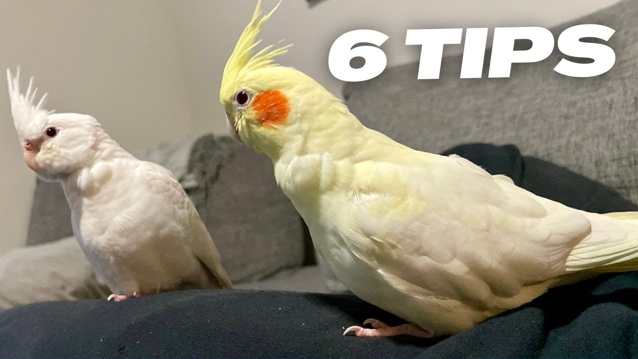 6 Tips On How To Teach Your Bird To Step Up