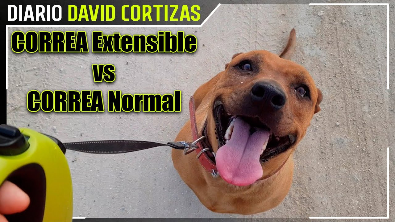 Correa extensible para perros BUENO O MALO - David Cortizas Diario - 5/6/25