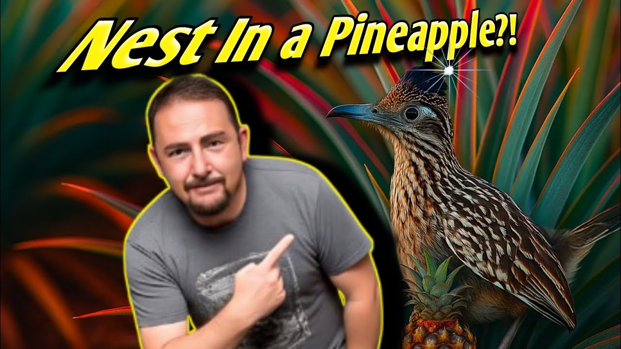 A Roadrunner Moved Into My Pineapple Plant?! (Caught on Camera)