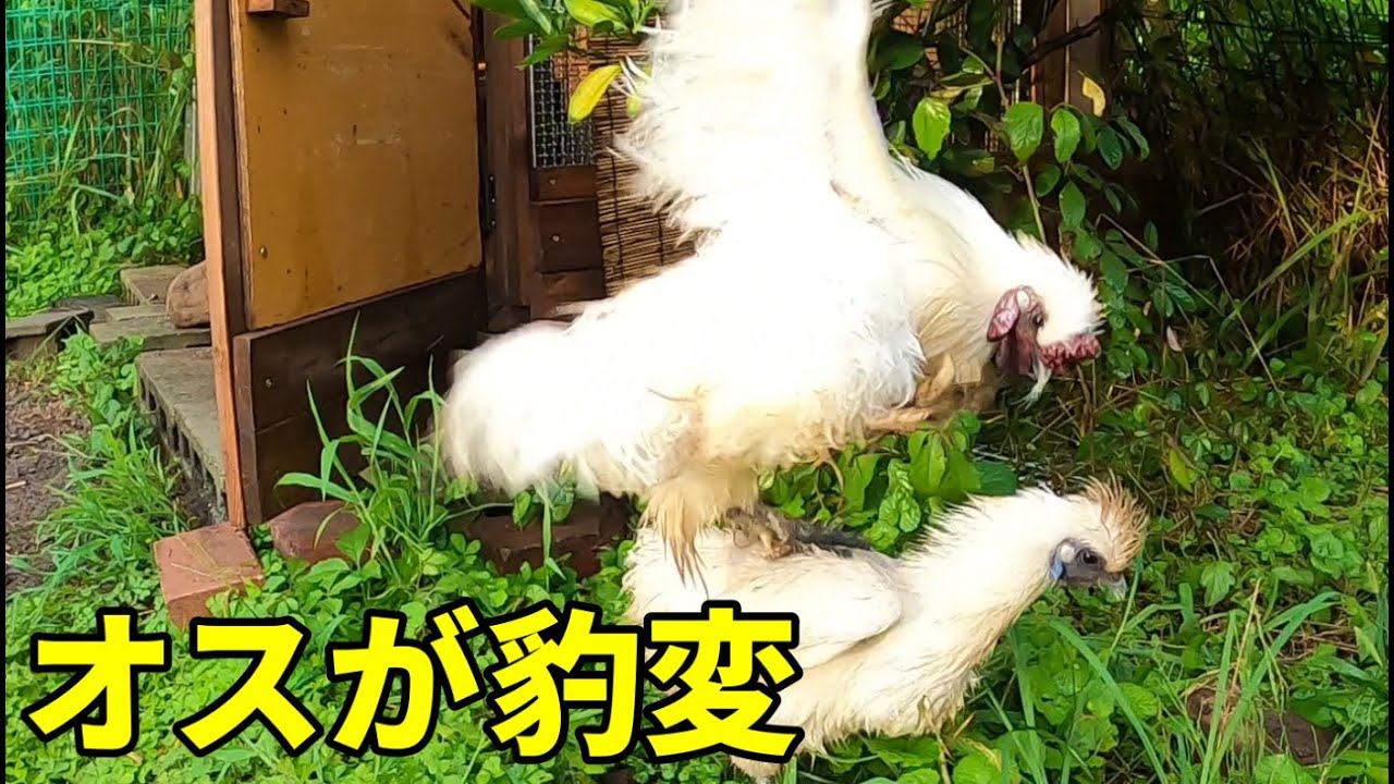 仲良しカップルに一体何が！？突然の出来事に意味不明です… 279話目