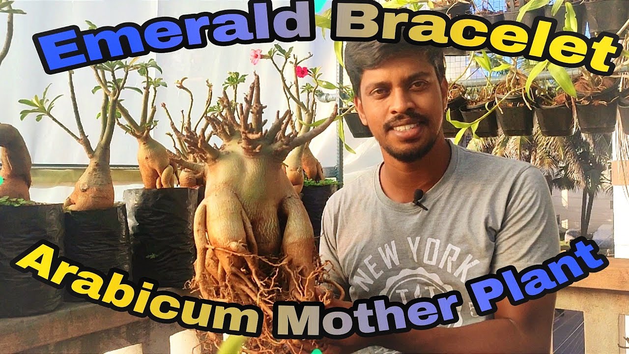 Arabicum Mother Plant.. Emerald Bracelet Variety Adenium